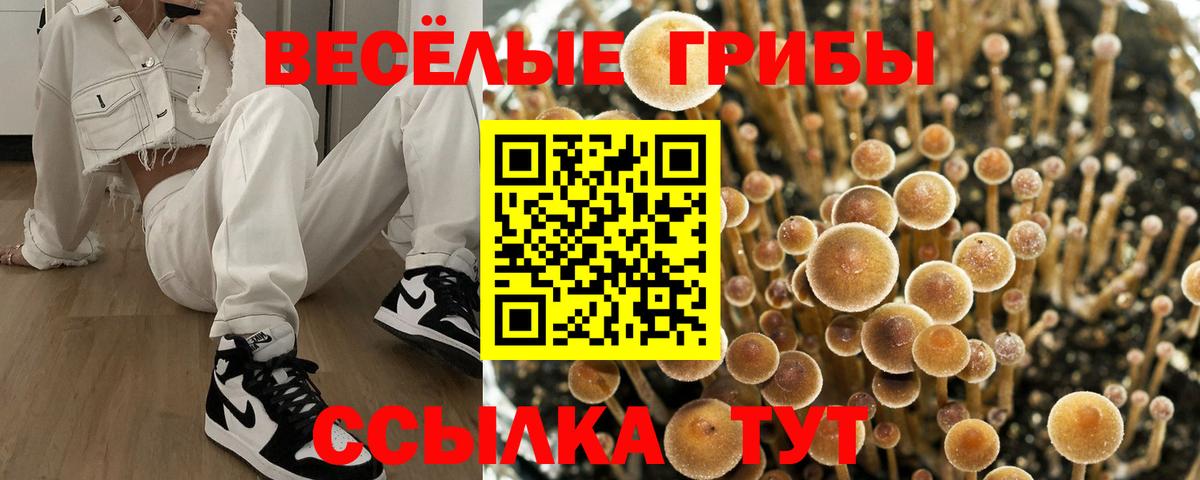Галлюциногенные грибы Psilocybine cubensis Курчалой
